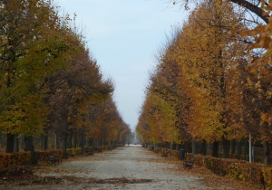 50 shades of fall – Schönbrunn im Herbst